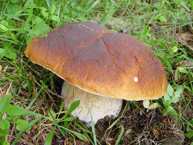  Image name: 105 Porcino.jpg 
 width: 640 pixel 
 height: 480 pixel 
 Size: 29170 bytes 
 Click to enlarge 